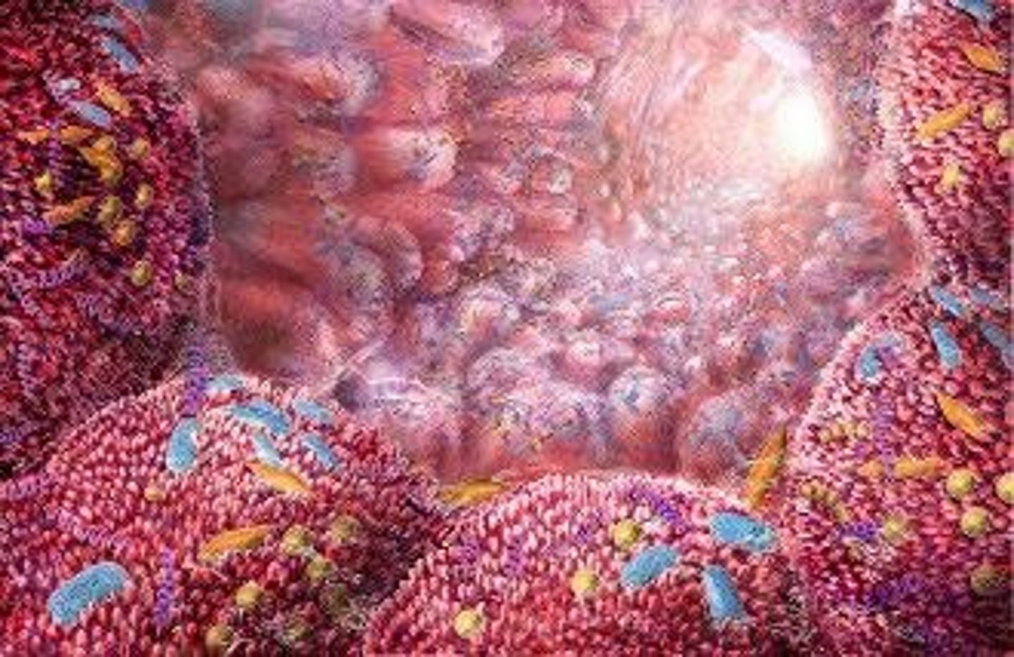 <p>They infect epithelial cells, causing cell death and decreased production of digestive enzymes.</p>