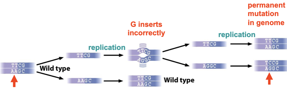 <p>If a replication error due to wobble pairing (e.g., insertion of T instead of C) is not corrected, a mismatch or bulge can form that escapes DNA proofreading</p><ul><li><p>after a subsequent round of DNA replication → mutation becomes permanently established in  genome</p></li></ul><p></p>