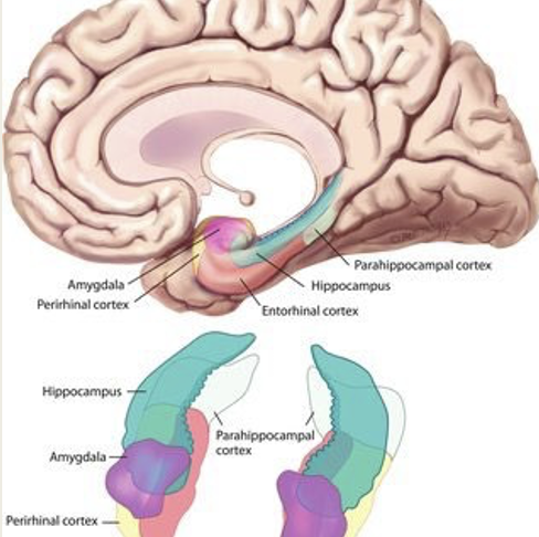 <p>contains the entorhinal cortex, which provides most of the input to the hippocampus</p>