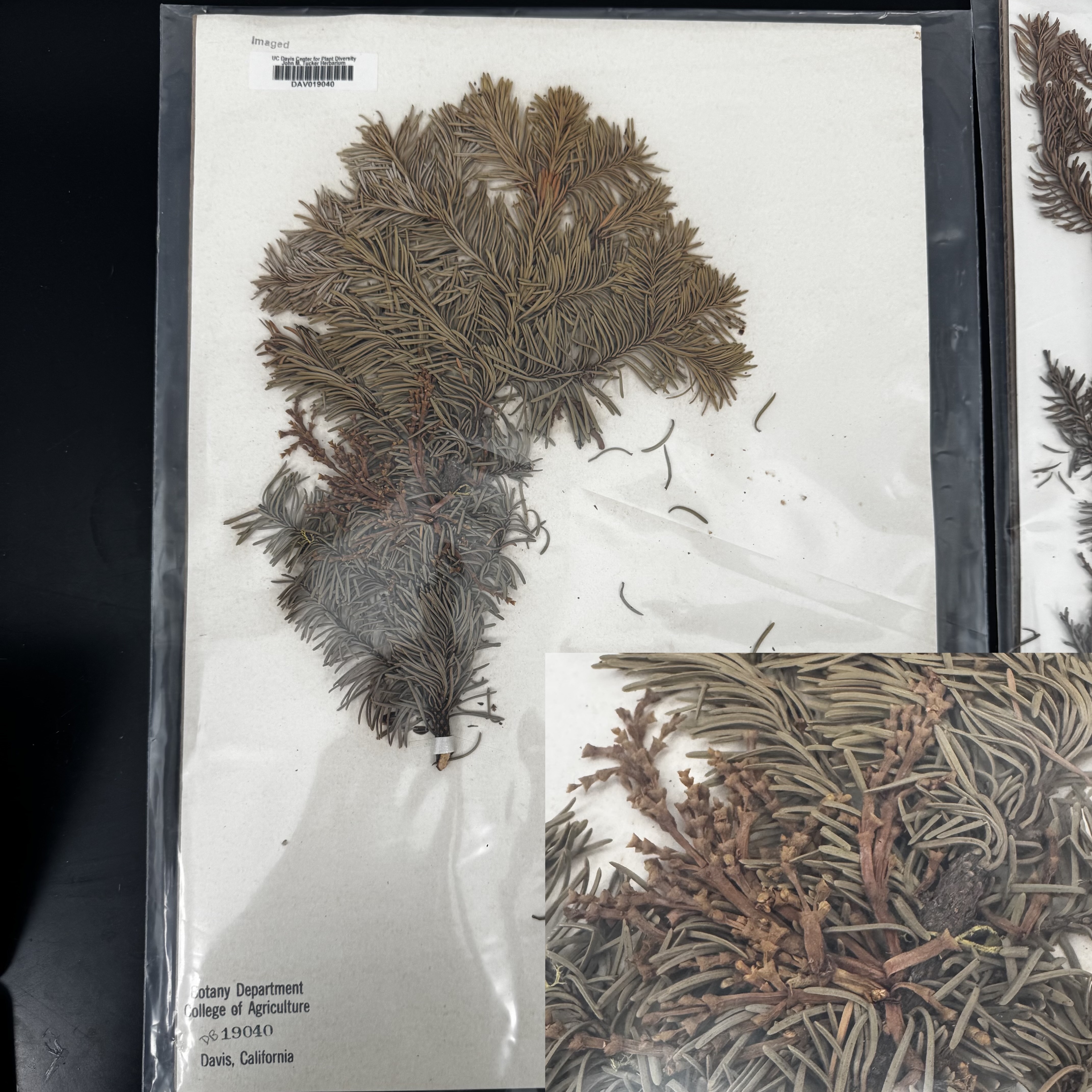 <p>What order, family, and genus?</p>