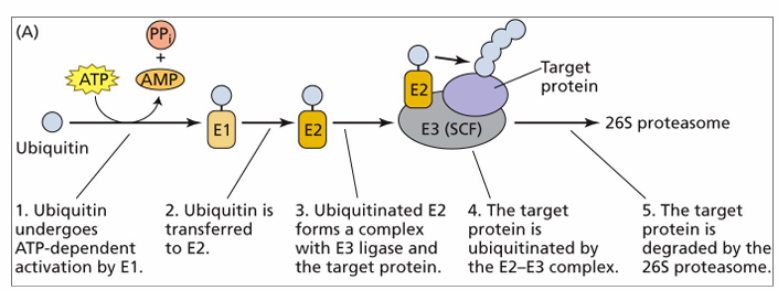 <ul><li><p>3 enzymes: E1, E2, E3 enzymes (activating, conjugating, ligase</p></li><li><p>proteins must be at least 4 UB molecules to be targeted/degraded</p></li><li><p>most variable enzyme is E3… moves to target (several different kinds)</p></li></ul><p></p>
