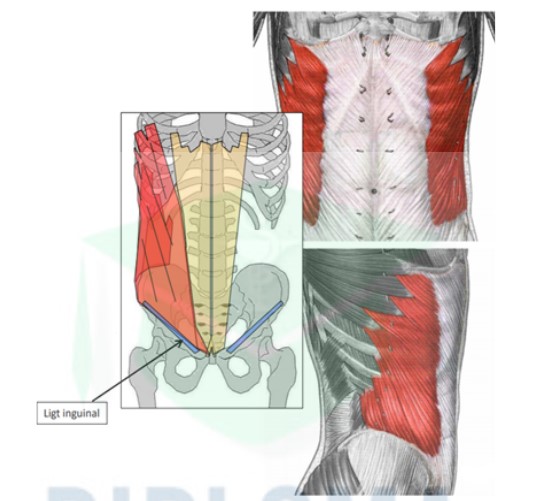 <ul><li><p>trajet : oblique en BAS là !!! et médialement</p></li><li><p>action : rotation controlatérale + flexion ant du tronc</p></li></ul>