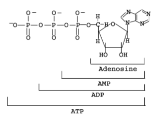 <p>Nucleoside: sugar + base</p><p>Nucleotide: sugar + base + 1, 2, 3 phosphate</p><ol><li><p>Nucleoside monophosphate</p></li><li><p>Nucleoside diphosphate</p></li><li><p>Nucleoside triphosphate</p></li></ol><p></p><p></p>