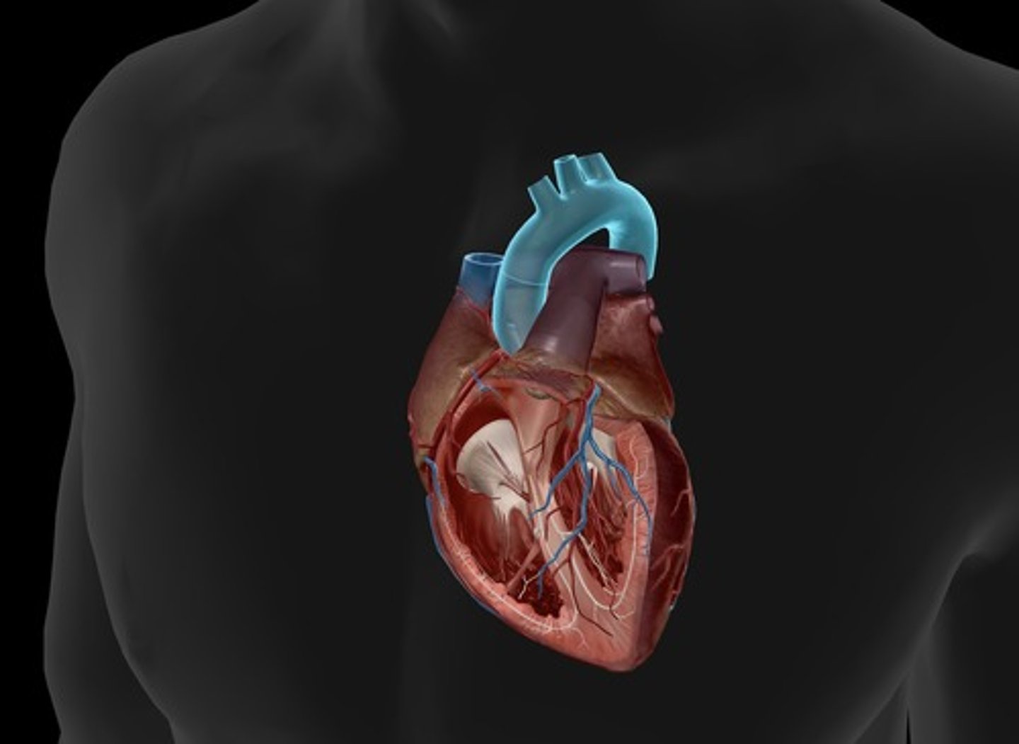 <p>largest artery in the body, carries oxygenated blood out to tissues/cells from the left ventricle</p>