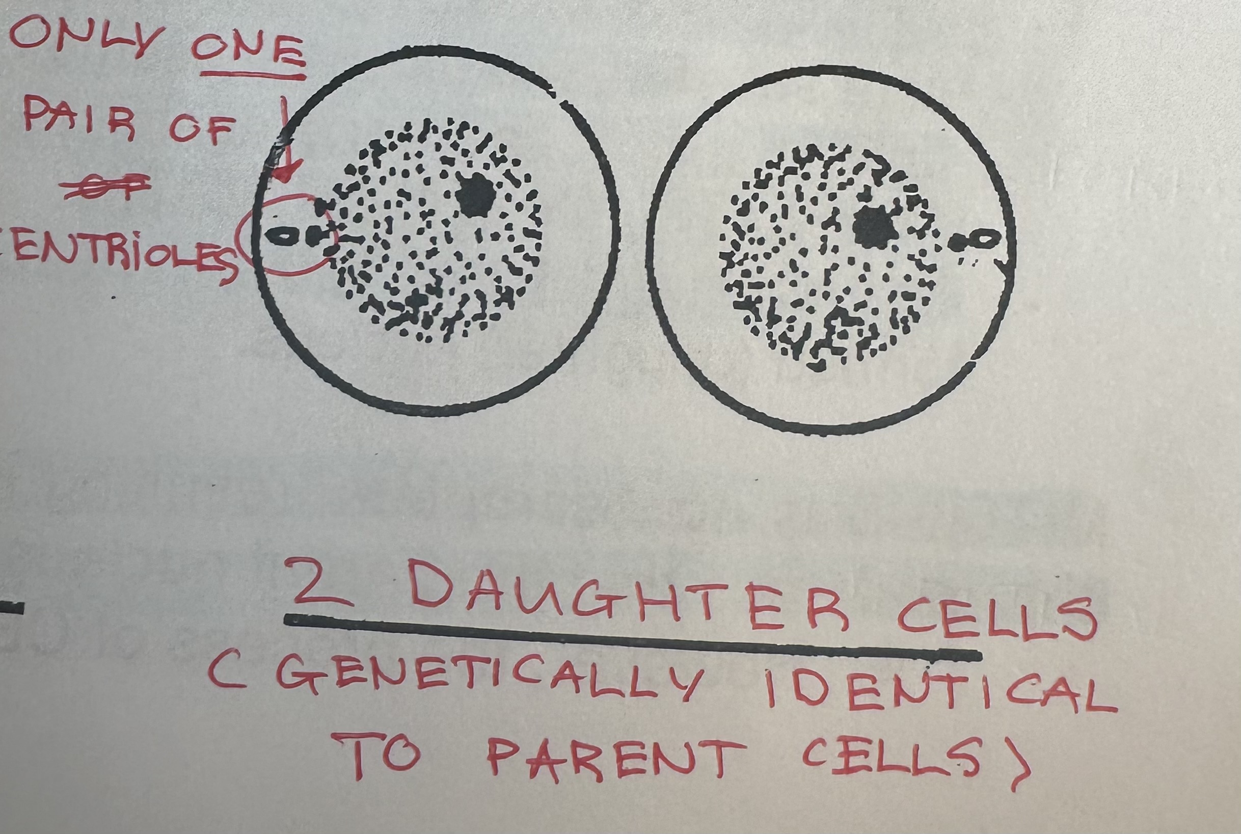<p>Follows mitosis</p><p>A cell’s Cytoplasm divides to form two distinct daughter cells.</p><p>Begins during telophase and occurs simultaneously with telophase.</p>