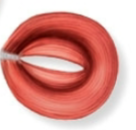 <p>What kind of fascicle arrangement forms a ring around an opening?</p>