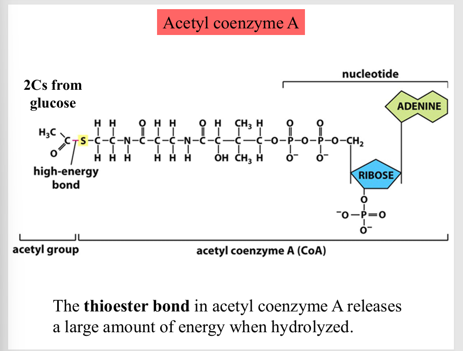 <p>the thioester bond in acetyl coenzyme A releases a large amount of energy when hydrolyzed </p>