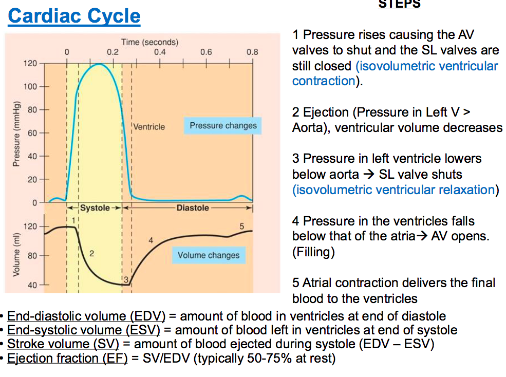 <p>Venticular Filling: Early Systole: volume is constant while pressure is contracting until it reaches a thresheold -isovolumetric contraction. Late Systole: reaches threshold and SV valve are open- volume decreases and pressure decreases -back pressure is greater than forward pressure: left ventricle pressure is less than aorta=causes SV valves to shut. Early Diastole: isovolumetric relaxtatin: volume is same and pressure decreases however once pressure is below to a threshold , AV valves open.&nbsp;In this case, pressure of ventricles is below that of atria. Late Diastole: forward pressure is greater than back pressure.&nbsp; venticular refilling is a passive pumping and ventricles are relaxed and gets topped off by the atria contracting (active)-AV vavles shut when forward pressure is weaker than back pressure because volume has increased in the ventricles</p>