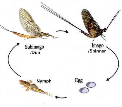 <ul><li><p>Mayflies</p></li><li><p>pair of caudal cerci (paired appendages) and sometimes a single caudal filament</p></li><li><p>sub-imago stage</p></li><li><p>imago stage</p></li></ul><p></p>