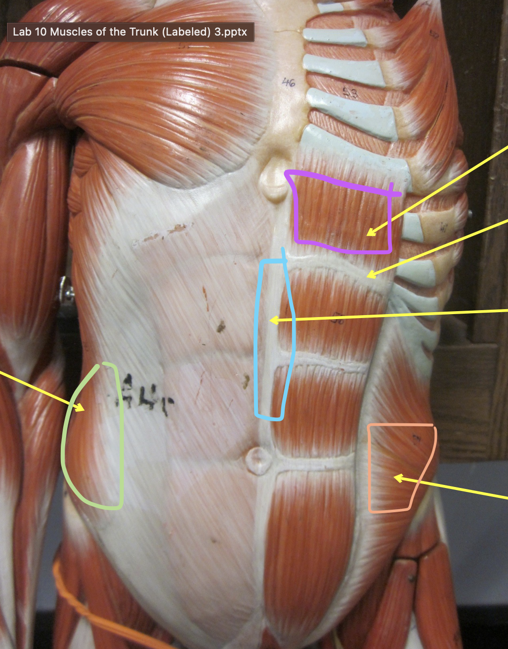 <p>Muscle in blue</p>