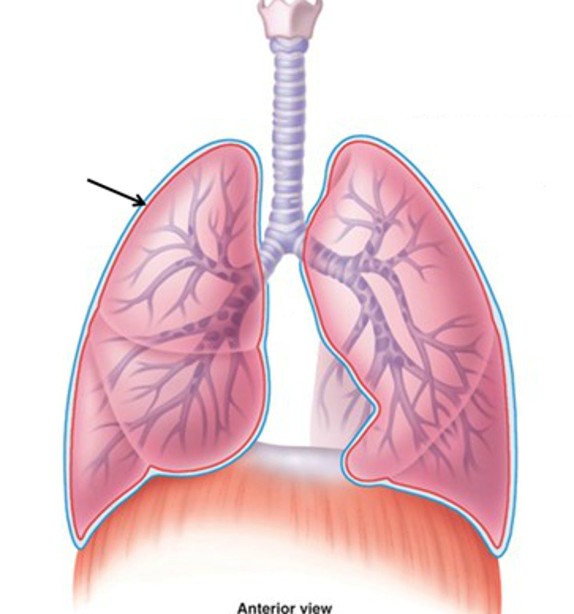 <p>Lines outer surface of lungs</p>