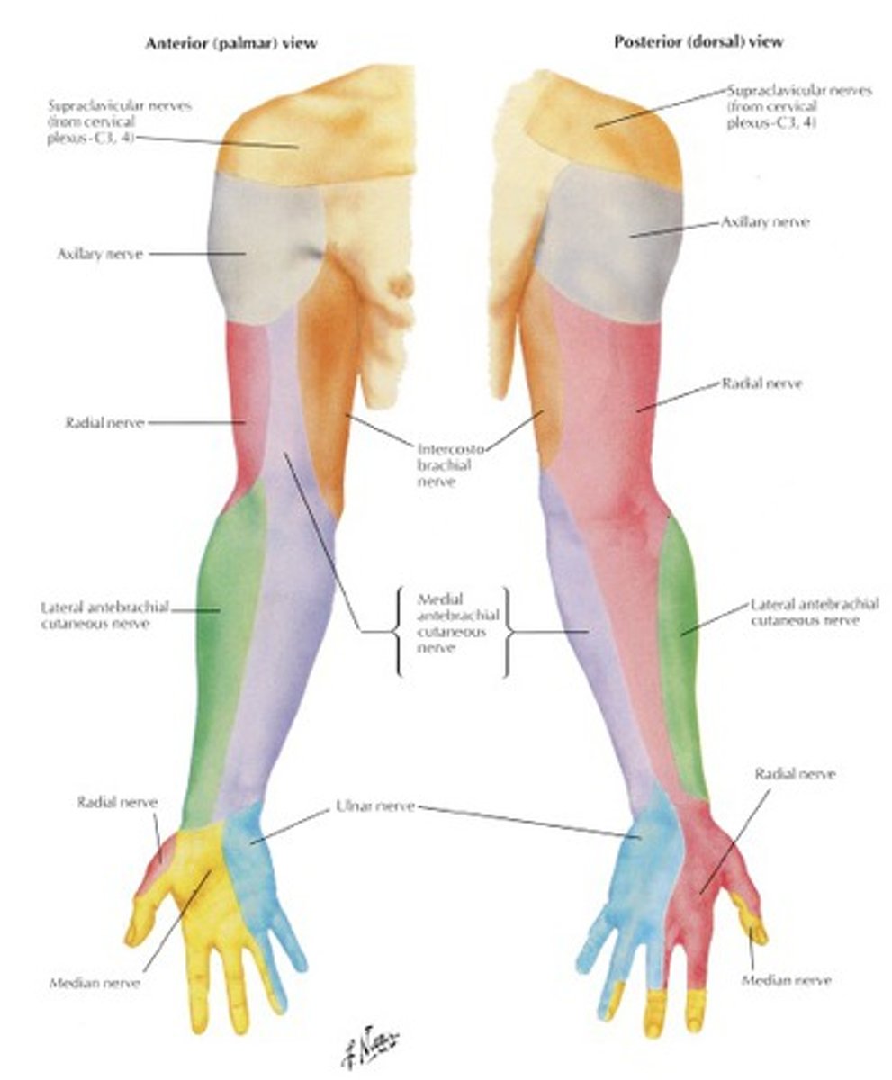 <p>an arm, leg, or wing</p><p>e.g.:</p><p>He works on creating artificial l___s that are a real piece of art!</p>