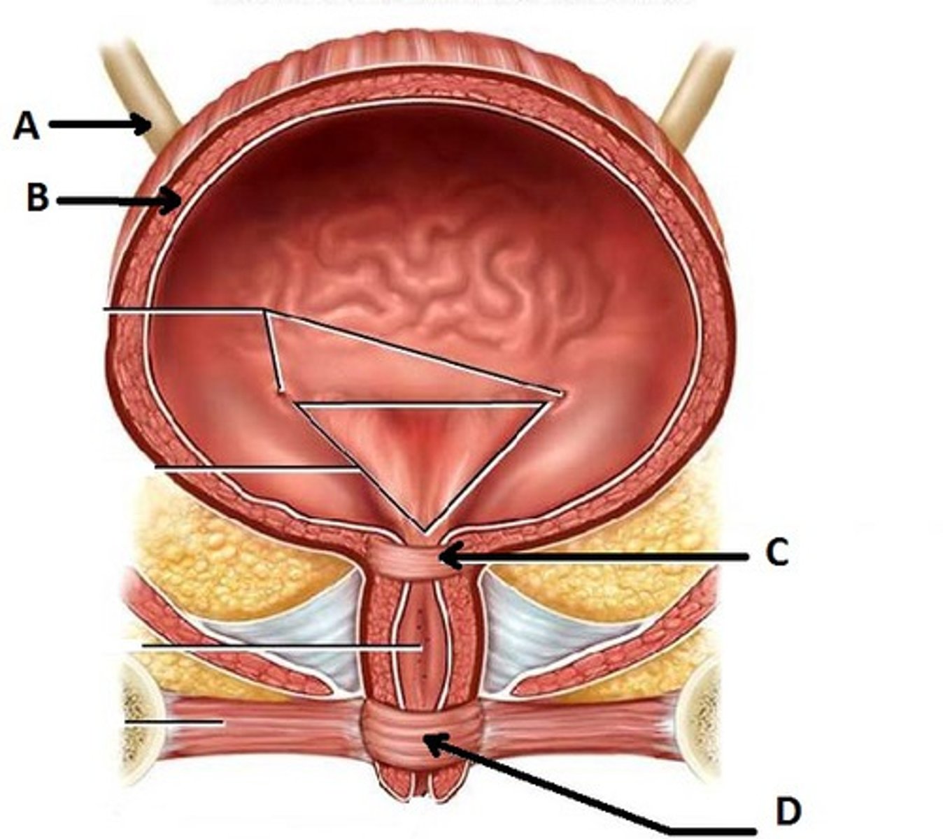 <p>C<br>to control the involuntary flow of urine from the bladder to the urethra</p>