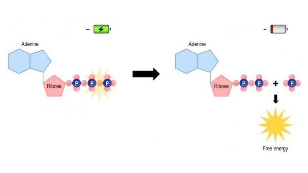 <p><span><span>Why is ATP an energy molecule?</span></span></p>