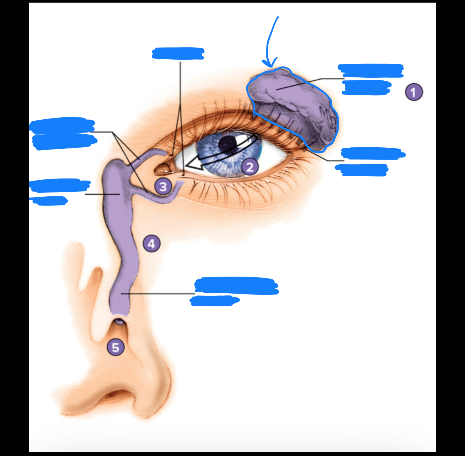 knowt flashcard image