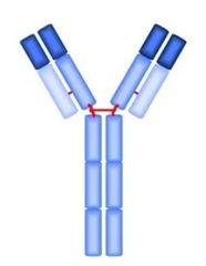 <p>Which immunoglobulin is this?</p>