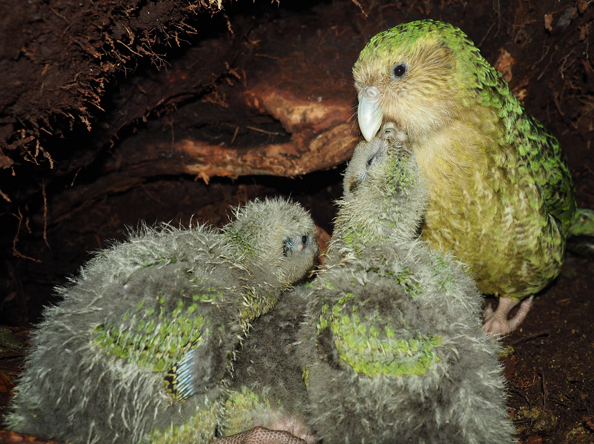 <p>Some species are able to adjust the sex ratio of their offspring as a result of changes to a resource availability. An example of this is the <span>kākāpō (Strigops habroptila). Female kākāpō in good condition will produce more male offspring. </span></p>