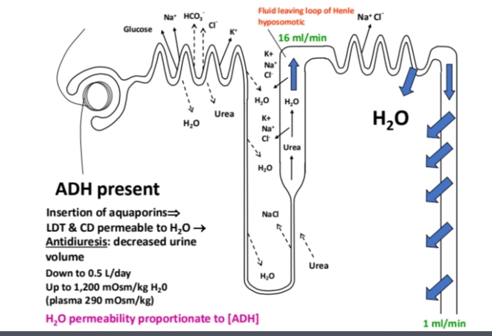 <ul><li><p>ADH is present so increases permeability by stimulating insertion of aquaporins (water pores; AQP2) into apical membrane (mainly principal cells) </p></li><li><p class="has-focus">water exits tubule lumen by osmosis into interstitial tissue making concentrating urine</p></li></ul><p></p>