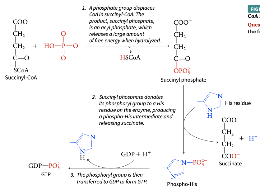 <p>Succinyl-CoA → Succinate </p>