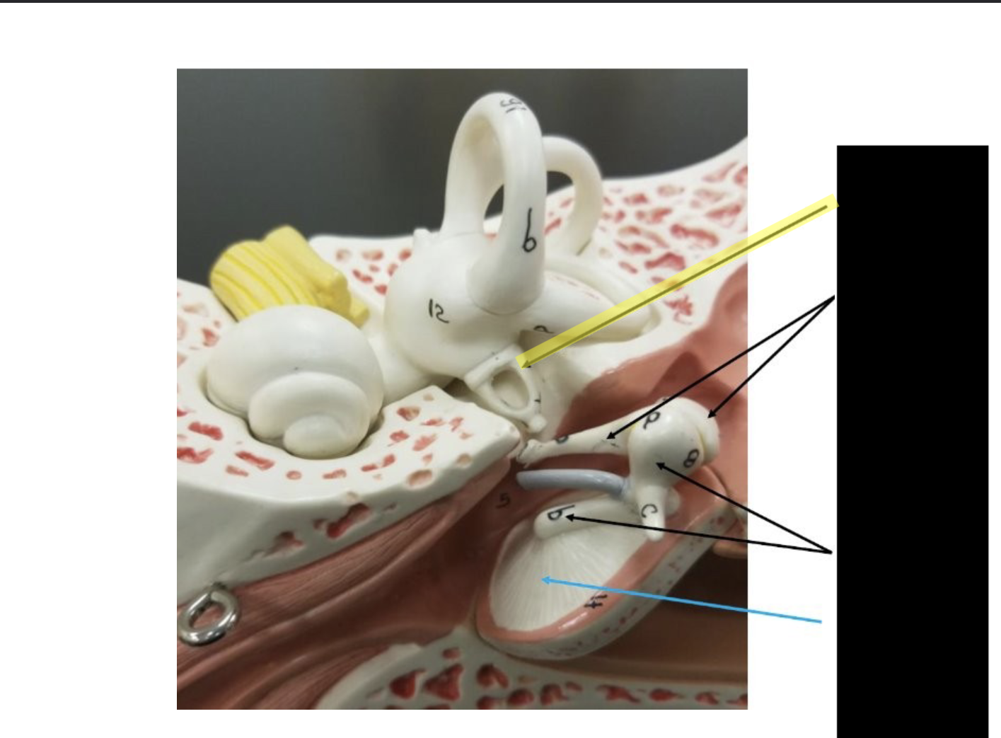 <p>what is this part of the ear? </p>