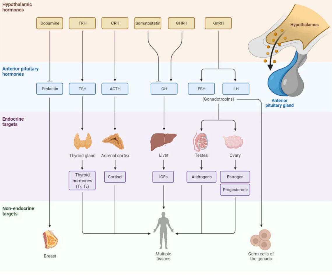<p>Starting with growth hormone releasing hormone</p>