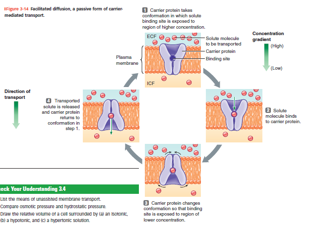 <ul><li><p class="">Et transportprotein <strong>skifter form</strong> og flytter molekylet over membranen.</p><ul><li><p class="">Molekylet binder → proteinet ændrer form → slipper molekylet af på den anden side.</p></li><li><p class=""><strong>Faciliteret diffusion</strong> er passiv (ingen ATP).</p></li><li><p class=""><strong>Aktiv transport</strong> bruger ATP og kan gå mod gradient.</p></li></ul></li><li><p class=""></p></li></ul><p></p>