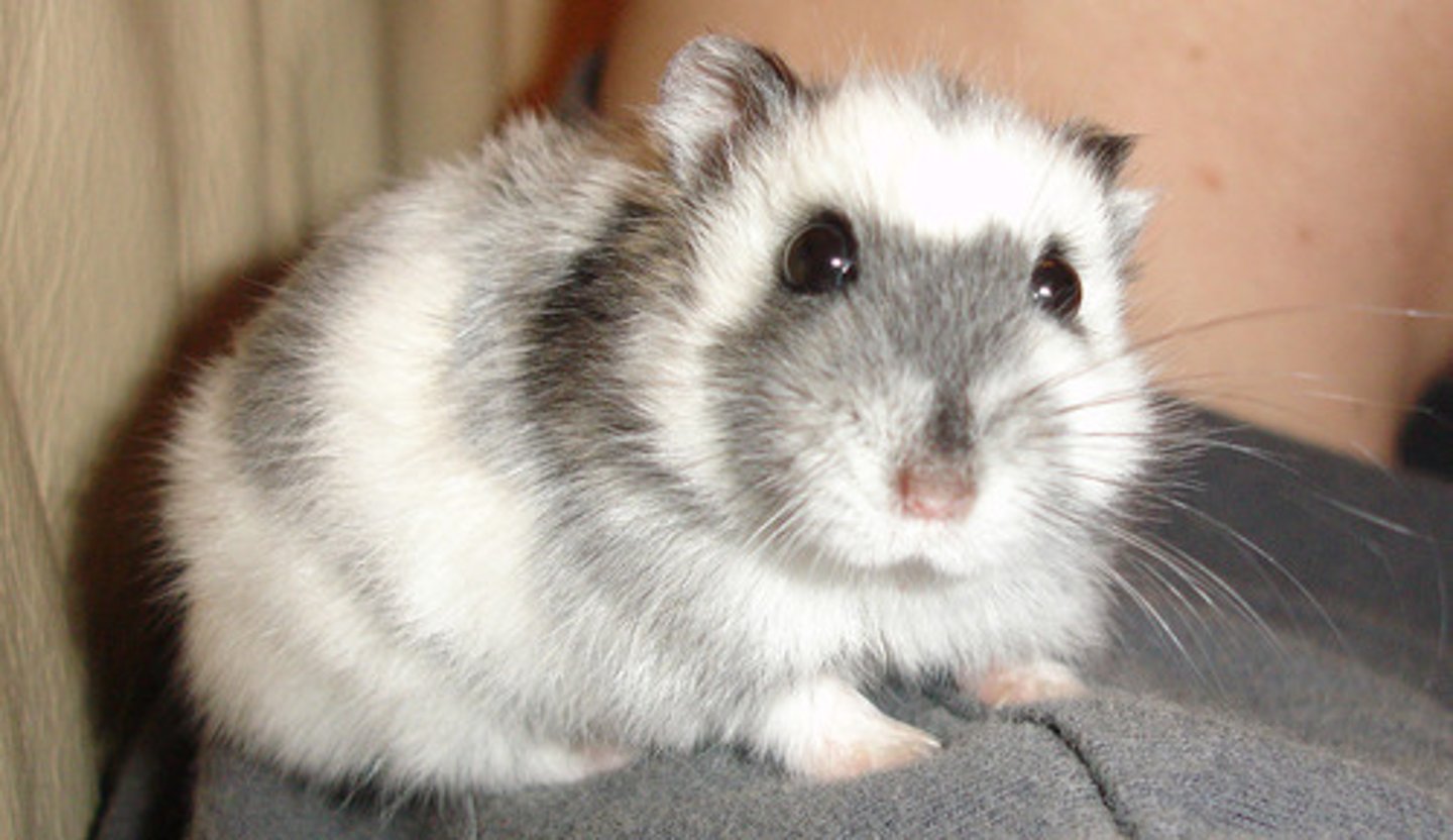 <p>Djungarian or Russian dwarf hamster</p>