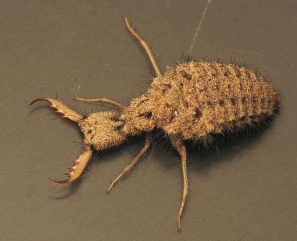 <p>Order Neuroptera: Family Myrmeleontidae: Antlions</p>
