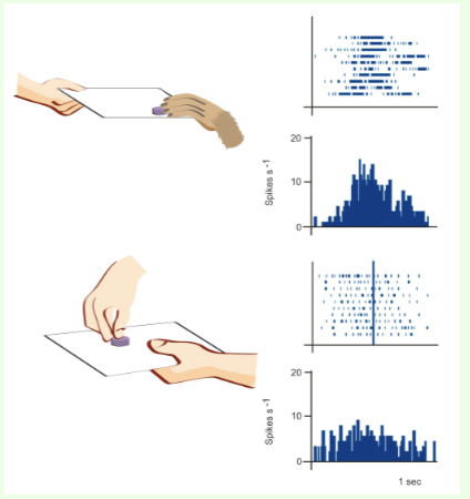 <p>A technique where a microelectrode is placed close to an individual neuron to record the discharge of action potentials in the cell. Used to identify neurons that respond to particular stimuli</p>