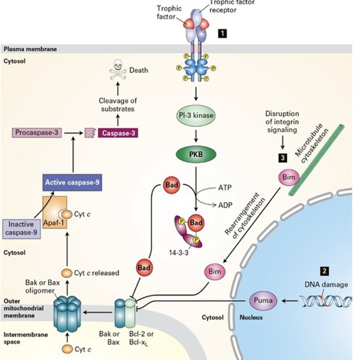 <p>Opens under stress (extrinsic), triggering apoptosis via cytochrome C.</p><p></p><p>(1) Note: this is extrinsic cell death because it is caused by an external stressor/factor </p><p>(2) MPTP is closed and cytochrome C is located inside the MT </p><p>(3) Stress causes MPTP to open and cytochrome C goes into cell cytoplasm and binds to APAF1</p><p> (4) APAF1 binds to procaspase 9 and activates it to become caspase 9 </p><p>(5) Caspase 9 now activates procaspase 3 </p><p>(6) Procaspase 3 gets activated and turns to caspase 3 which is known as an executor enzyme </p><p>(7) Cell undergoes apoptosis</p>