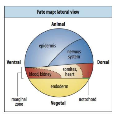 <ul><li><p>predict the upper dorsal part of blastula→ future nervous system</p></li></ul><p></p>