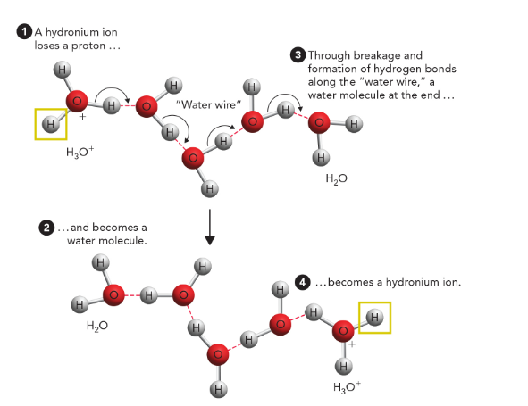 <p>a series of hydrogen bond exchanges between adjacent water molecules leading to the transient formation of hydronium ions; through this exchange, the proton seems to move along a water wire to form a hydronium ion at the end (very fast process)</p>