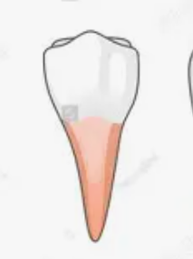 <p>Teeth between canines and molars with two bumps, for crushing food.</p>