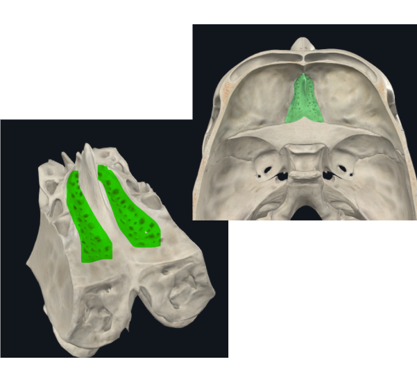 <p>Lados se articulan con el frontal</p><p>Forma parte del piso de la fosa craneal anterior</p><ul><li><p>Perforada por múltiples orificios, por eso el nombre de cribiforme</p></li><li><p>Dos apófisis alares que articulan con el frontal, creando el foramen cecum</p></li></ul><p></p>