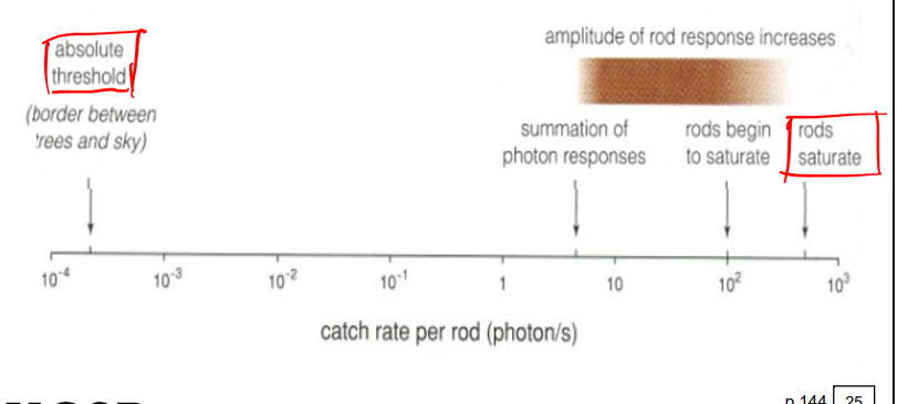 <p>the sensitivity of rod vision is much lower than individual rods (for some reason we loose some sensitivity from an individual rod)</p><ul><li><p>psychophysical sensitivity is 100x lower than that of rods (consistent with ganglion cell sensitivity)</p></li><li><p>through most of the scotopic range of our vision, increases in photon catch rate within the shutter time never affects the same rod</p><ul><li><p>rods catch rate is reliable across the range and does not fluctuate much</p></li><li><p>increases in photon catch rate translate into greater bipolar cell responses due to convergence (trick in space rather than time)</p></li></ul></li></ul><p>rod signals get pooled to maximize visual sensitivity</p>