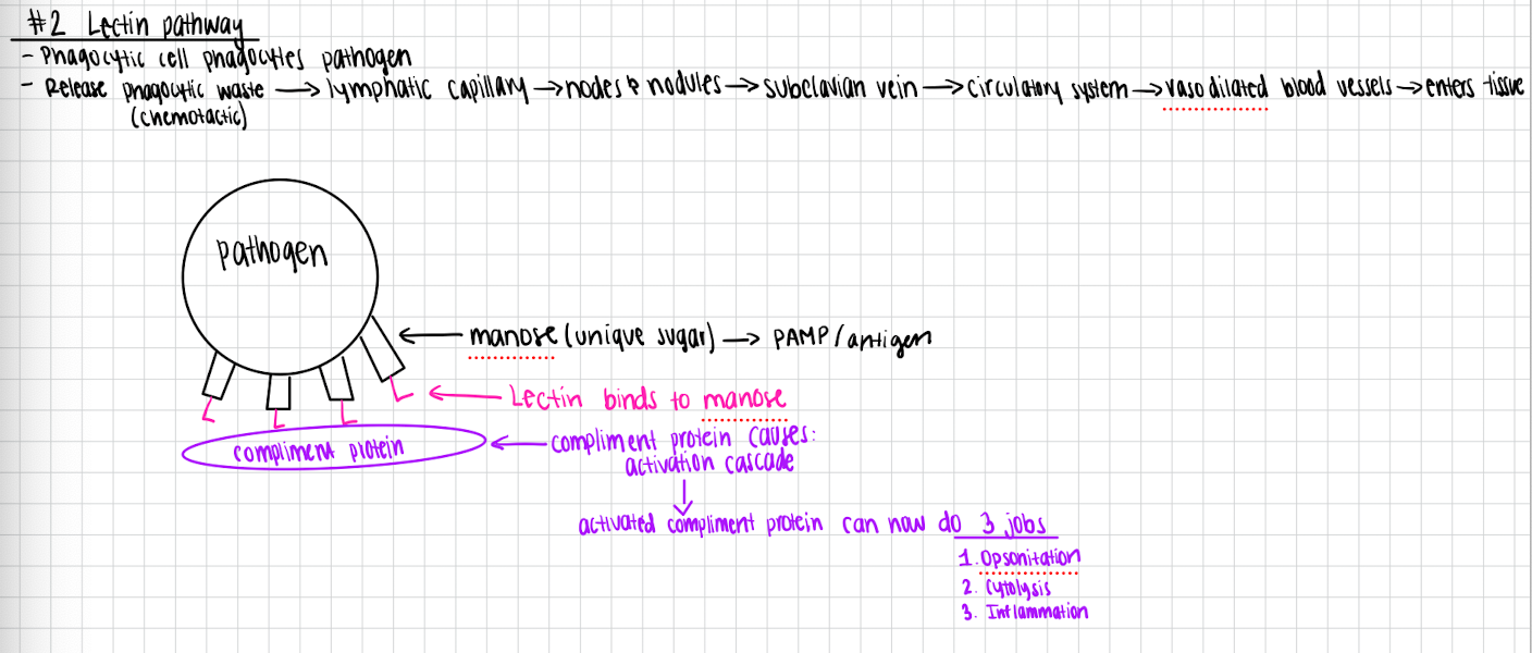 <p>Lectin pathway </p>