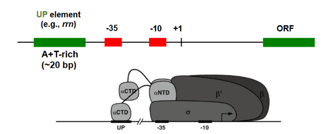<p>upstream promoter element. AT rich region Recognized by RNA polymerase itself (via C terminal domain of alpha subunit). Strengthens the promoter and is present is in highly expressed in genes</p>