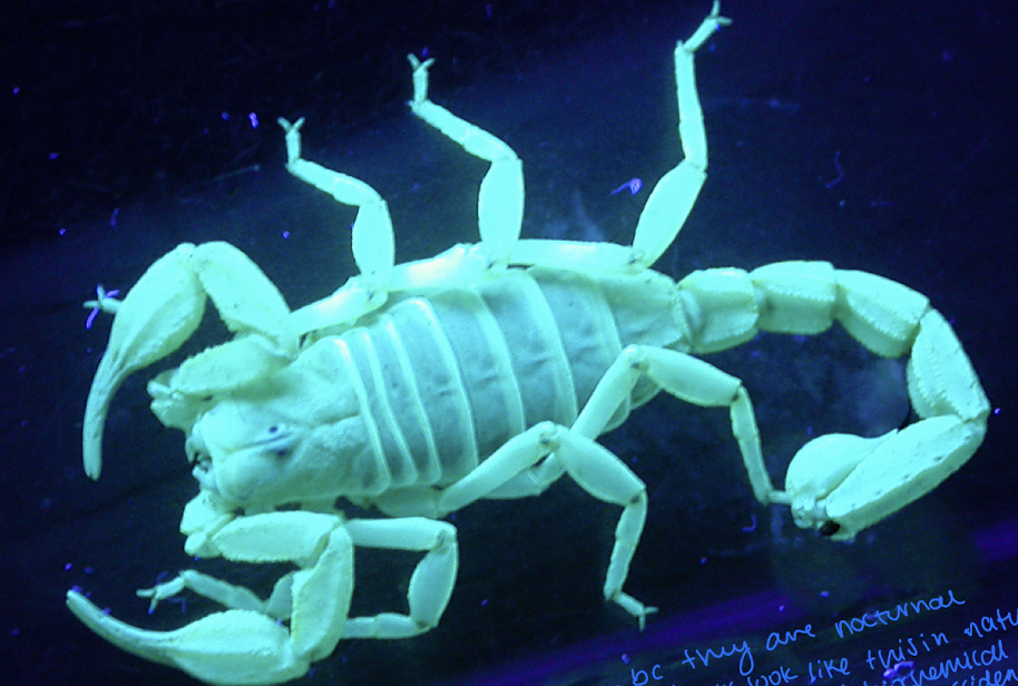 <p>arachnid</p><p>fluorescent under UV light (nocturnal?)</p><p>claw like pedipalps, segmented, stinger, abdomen, cephalothorax</p>
