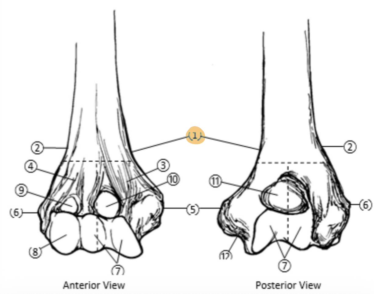 <p>(forearm&hand) On the Distal end of the Humerus, which part is highlighted (1)?</p>