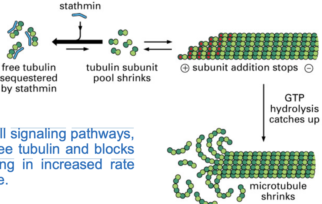 <ul><li><p><strong>binds to free tubulin subunits</strong>, preventing them from assembling into microtubules.</p></li><li><p>MT catastrophe</p></li><li><p>this is a regulatory factor </p><p></p></li></ul><p></p>