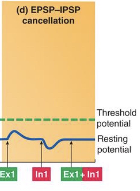 <p><strong>Depolarization</strong> and <strong>Hyper-polarization</strong> <strong>cancel each other out </strong></p><p>→ we’re back at -70 mV</p>