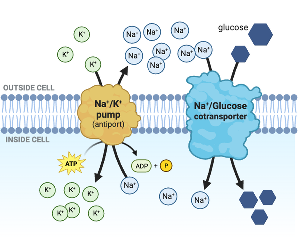 <p>Which statement accurately describes how the transport of glucose would change if Na<sup>+</sup> channels were added to the membrane?</p><ul><li><p><span>a. The Na<sup>+</sup> channels would decrease the concentration gradient of Na<sup>+</sup>, slowing the transport of glucose into the cell.&nbsp;</span></p></li><li><p><span>b. The Na<sup>+</sup> channels would increase the concentration gradient of Na<sup>+</sup>, speeding the transport of glucose into the cell.</span></p></li><li><p><span>c. The Na<sup>+</sup> channels would not affect the rate at which glucose is transported into the cell.&nbsp;</span></p></li></ul><p></p>