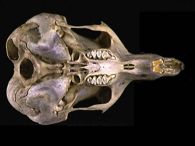 <p>kangaroo rat</p><p>auditory bullae expand laterally beyond zygomatic arches </p>