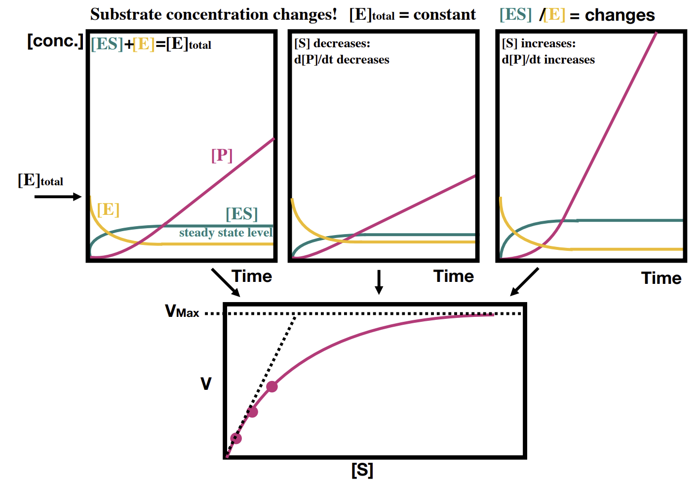 <p>Increased concentration of substrate allows more complexes to form. Once V<sub>max</sub> is reached, the enzyme is fully saturated and no further increases will occur.</p>