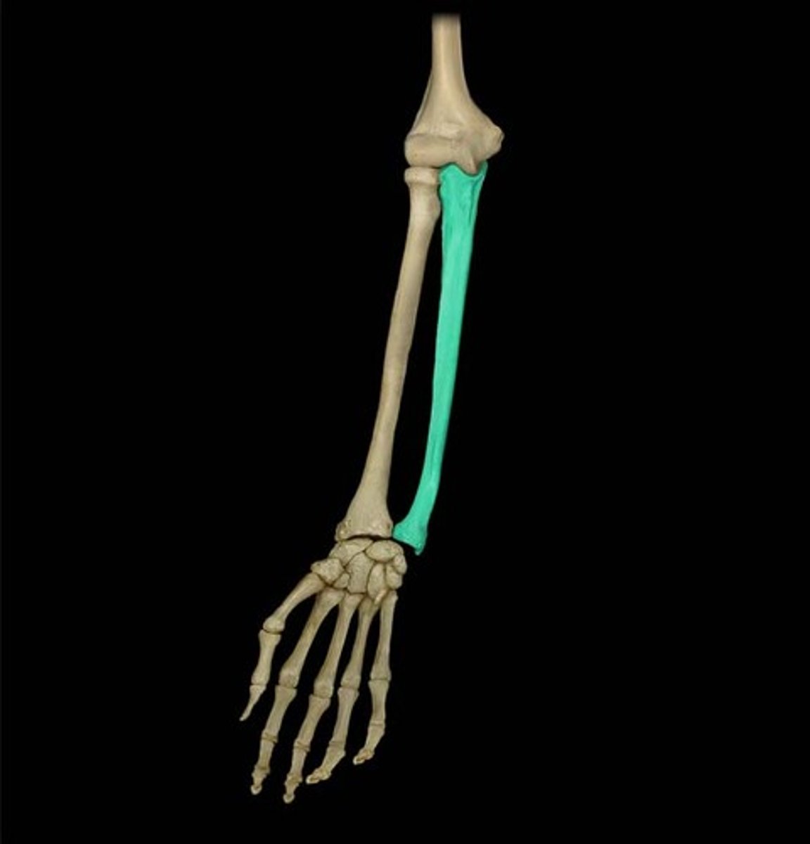 <p>medial bone of the forearm (pinky side)</p>