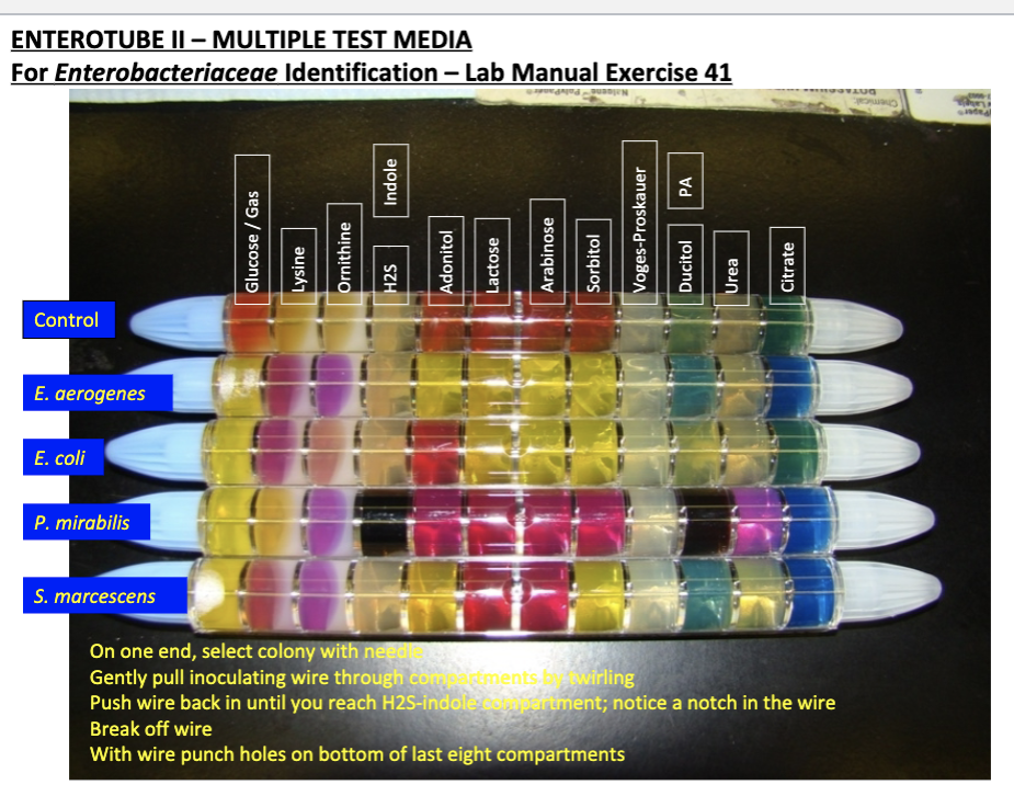<ol><li><p>On one end, select colony with the needle</p></li><li><p>Gently pull inoculating wire through by twirling</p></li><li><p>Push wire in until you reach H2S-indole compartment; notice a notch in the wire</p></li><li><p>Break of wire</p></li><li><p>With the wire punch holes on the bottom of last eight compartments</p></li></ol>