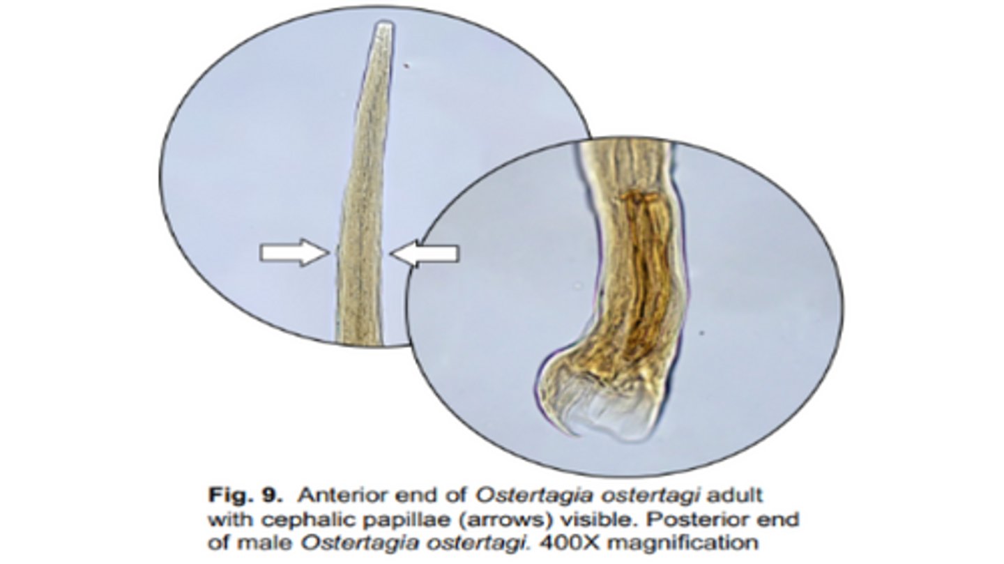 <p>Causes cobblestone like lesions on the mucosal surface of the abomasum in cattle (DH)</p><p>-Tiny buccal cavity with cephalic papillae</p>