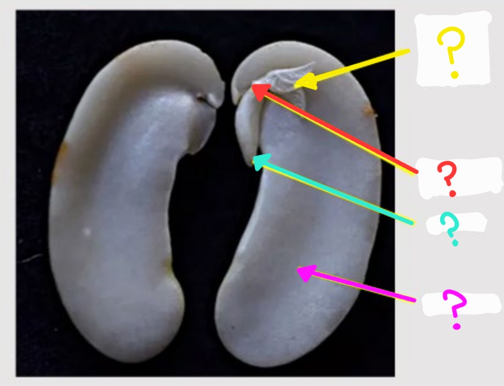 <p>What is labeled by the red arrow?</p>