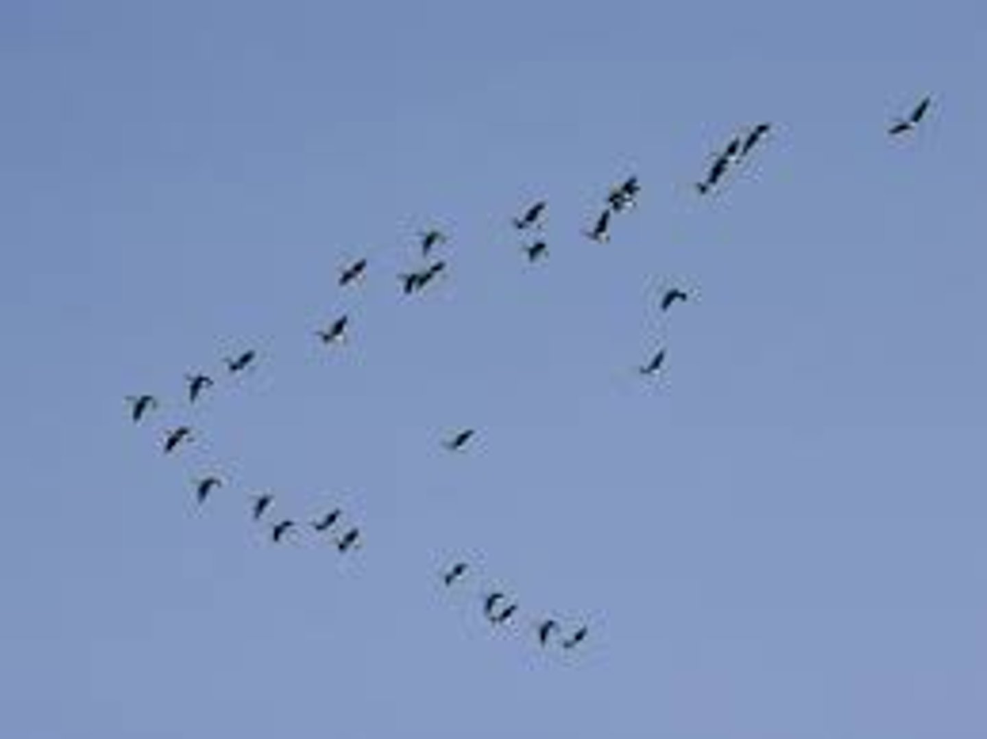 <p>organisms move from one place to another periodically, generally in response to temperature or food availability.</p><p>example: geese, monarch butterflies</p>