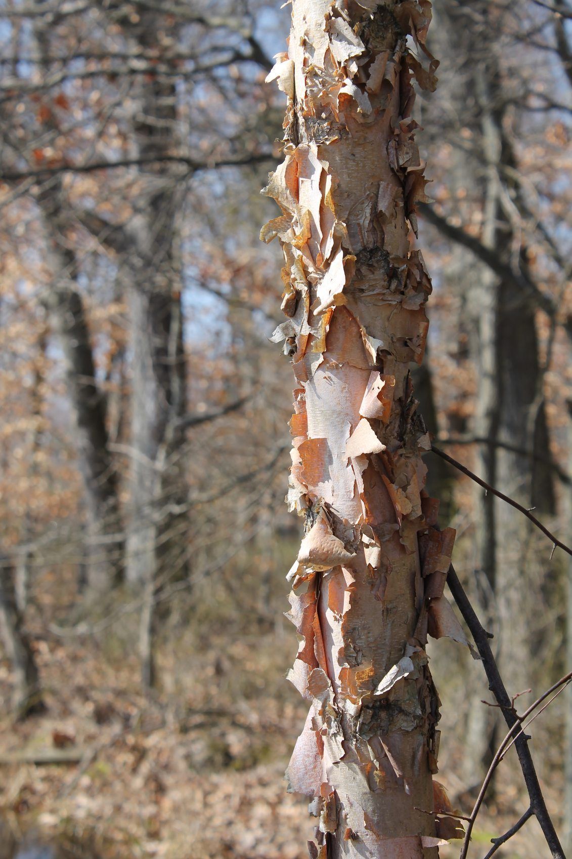 <p>River Birch</p>